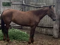 Yegua, Caballos — foto 3