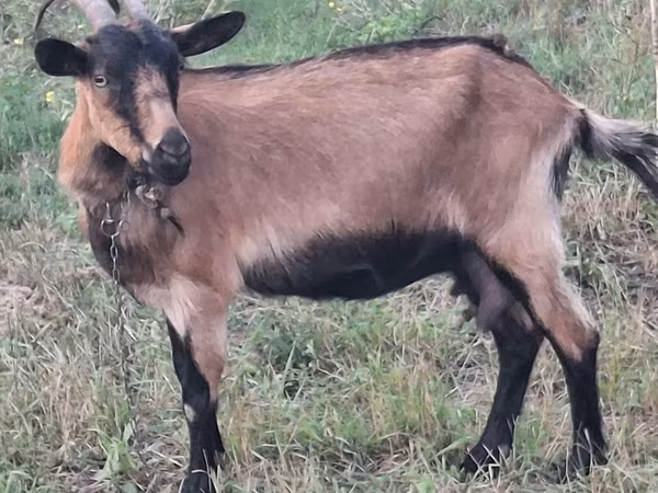 Cabra, Cabras