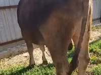 सांड, Swiss cattle — फ़ोटो 6