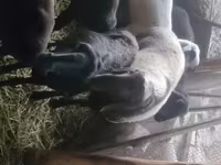 Carnero, Rhon sheep — foto 6