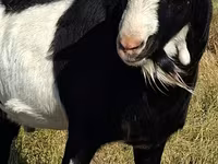 बकरा, LaMancha goats — फ़ोटो 4