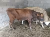 Bulle, Simmental cattle — Foto 7
