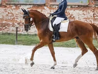 Caballo, Friesian sport horse — foto 2
