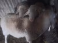 Кочкор, Ассаф койу — сүрөт 1