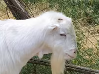 Taka, LaMancha goats — 1-rasm