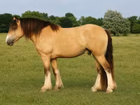Конь, Тинкер или Ирландский коб — фото 1