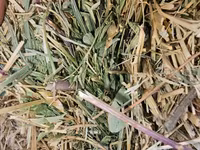 Baloti Sparceta — Foto 2