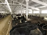 Kuh, Yaroslavl cattle — Foto 7