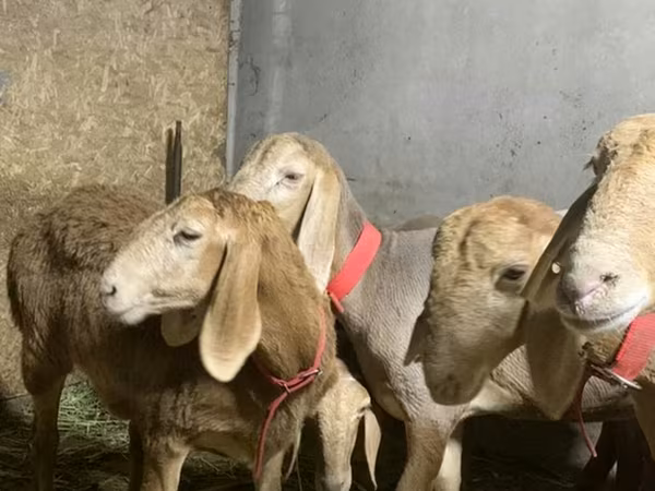 Арашан