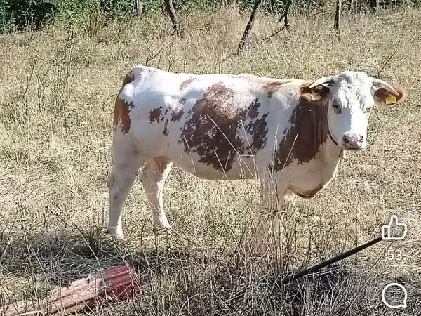 Toro, Ganado vacuno