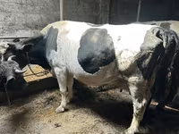 Vaca, Raza Holstein — foto 1