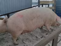 Boar, Pigs — photo 8