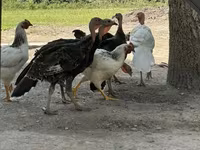 Turkeys — 1-rasm