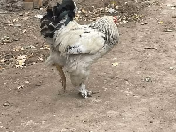 براهما