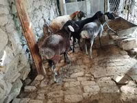 Widder, Rhon sheep — Foto 2
