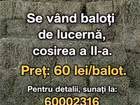 Vind baloți de lucerna 1 cosire-50lei/balot, a2-cosire 60lei balot.Sunt frunzoși și păstrați foarte — 照片 3