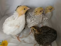 Quails — الصورة 7