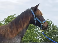 Stute, Rocky Mountain Horse — Foto 3
