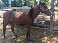 Horse (M), Horses — photo 4
