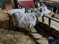 Cabra, Cabras — foto 2