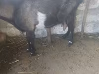 Cabra, Cabras — foto 1
