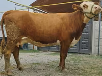 Сиыр, Simmental cattle — 7-сурет