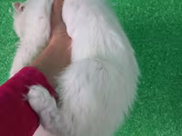 Уй, Кыргызыстан — сүрөт 4