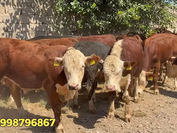 Букачар, Кызыл белорус сиыры — Өзбекстан