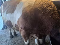 Bulle, Simmental cattle — Foto 3