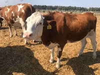 Kuh, Holstein-Rasse — Foto 2