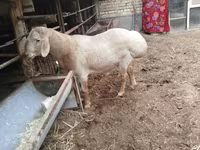 Qoʻchqor, Arashan sheep — 1-rasm