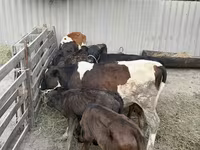 ثور, Russian Black pied cattle — الصورة 3