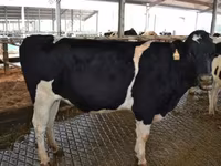 Kuh, Holstein-Rasse — Foto 3