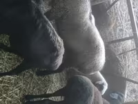 Carnero, Rhon sheep — foto 2