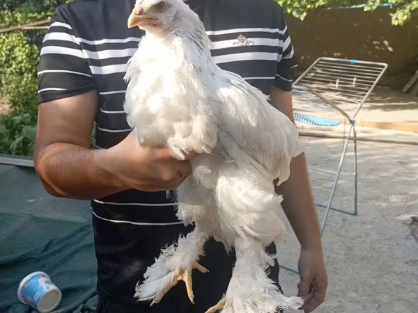 Chickens