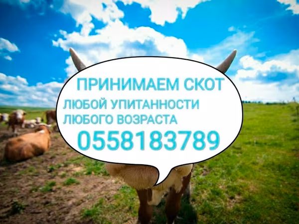 Cattle