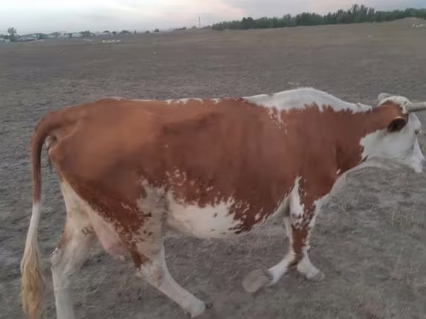 Kuh, Rinder — Kasachstan