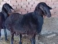 Carnero, Rhon sheep — foto 1
