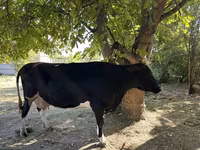 Уй, Голштин тукуму — сүрөт 2