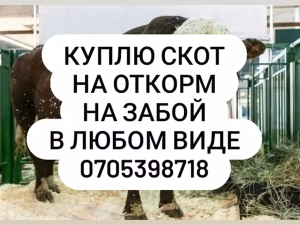 گاو