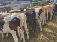 Kuh, Holstein-Rasse — Foto 2