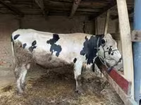 Bulle, Swiss cattle — Foto 2