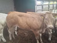 Vaca, Blonde d’Aquitane cattle — foto 5