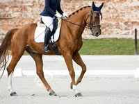 Caballo, Friesian sport horse — foto 3