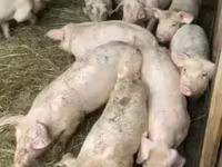 Eber, Schweine — Foto 6