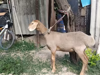 Кочкор, Эдильбай койу — сүрөт 7