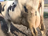 Kuh, Swiss cattle — Foto 4