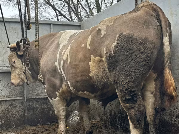 公牛, Cattle