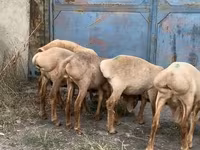 Кой, Арашан — сүрөт 4