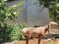Carnero, Arashan sheep — foto 1